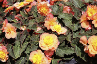 <p>Ute Ruttensperger, Leiterin des Gartenbaulichen Versuchswesens an der LVG Heidelberg, präsentierte in einem Vortrag die an der LVG kultivierten…</p>