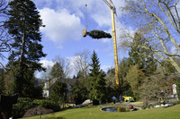 <p>Die Pflanzung von Gross­gehölzen ist eine besondere Herausforderung für die Kette aller Beteiligten: Massgebend für den Erfolg sind Sorgfalt beim…</p>