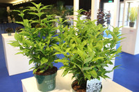 <p>Nach der digitalen Frühjahrsedition konnte die Herbstausgabe der belgischen Florall-Messe wieder als Präsenzveranstaltung in Waregem ausgetragen…</p>