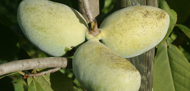 Erntereife Früchte von Asimina