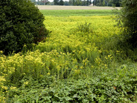 <p>Wir haben uns für das Thema «Umgang mit invasiven Neophyten» entschieden, weil wir davon überzeugt sind, dass sich moderne Gartenbauunternehmen damit…</p>