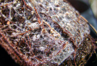 <p>Die meisten Bäume leben in Symbiose mit Pilzen. Wie wichtig diese Gemeinschaft für das Wachstum ausgewachsener Bäume ist, zeigen ETH-​Forschende mit…</p>