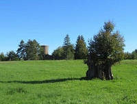 <p>Ein Baumgutachten verhinderte die Fällung der mächtigen Esche in Diessenhofen. Der ortsbildprägende Baum, der unzähligen Tieren einen Lebensraum…</p>