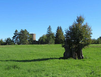 <p>Ein Baumgutachten verhinderte die Fällung der mächtigen Esche in Diessenhofen. Der ortsbildprägende Baum, der unzähligen Tieren einen Lebensraum…</p>