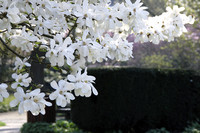 <p>Magnolien sind spektakuläre Frühlingsbotschafter aus Fernost. Mit ihrem Blütenreichtum und ihrer edlen Ausstrahlung zählen sie zu den schönsten und…</p>