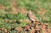 <p>Der von BirdLife Schweiz gekürte Vogel des Jahres 2022 ist ein kleiner, unscheinbarer Gesangskünstler – und durch die Intensivierung der…</p>