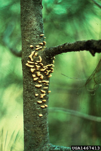 <p>Wenn im Frühjahr blassorange, häutige Blasen aus der Rinde von Föhrenarten (Pinus spp.) hervortreten und ein gelbes Pulver austritt, ist das ein…</p>