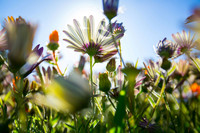 <p>Seit diesem Frühling tragen drei neue Gemeinden das Label «Grünstadt Schweiz»: Sorengo aus dem Tessin, Binningen aus dem Baselland und Lichtensteig…</p>