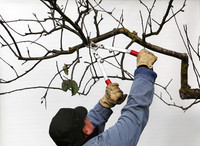 <p>Die Ansprüche an die Obstbäume im Garten haben sich gewandelt. Stand früher der Ertrag an Früchten im Vorder­grund, sind heute Aspekte wie…</p>