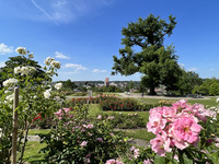 <p>Stadtgrün Winterthur verzichtet weitgehend auf synthetische Pflanzenschutzmittel. Seit Anfang Jahr gilt dies auch für den Rosengarten auf dem…</p>