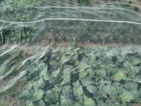 <p>Die meisten Schädlinge im Gemüsebau lassen sich effektiv mit Insektenschutznetzen fernhalten. Ihr Einsatz ist auch bei Kulturen sinnvoll, die in der…</p>