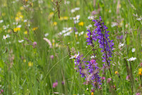 <p>«Mein Beitrag zur Förderung der Biodiversität» – so lautet das Motto des «Tags der wilden Blumen» vom 15. September 2023 in Wil SG. Mit verschiedenen…</p>