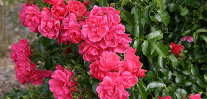 Kletterrose ‘Heidetraum Plus’.