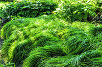 <p>Gräser gehören eigentlich in jeden Garten. Ob als Solitär, in Grup­pe­­n oder gemischten Stauden- und Rosenpflanzungen, sie machen immer eine gute…</p>