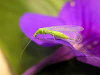 <p>Fachleute von Agroscope, INRA und den Universitäten Bern und Koblenz-Landau zeigen in einer gemeinsamen Studie erstmals detailliert auf, dass rund…</p>
