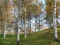 <p>Der neue Trend in Städten heisst Urban Forestry. Dies machte eine Tagung Ende Oktober im Zentrum Paul Klee in Bern deutlich. Sie forderte mehr…</p>