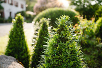 <p>Dank eines Erfinderduos aus dem bayerischen Stephanskirchen ist es ab sofort möglich, den Buchsbaumzünsler ohne Chemie abzuwehren.</p>