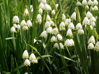 <p>Was wäre der Monat März ohne den einheimischen Märzenbecher Leucojum vernum?</p>