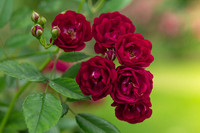 <p>Erstmals in der Geschichte der Baden-Badener Rosenprüfungen zeichnete die Fachjury eine Kletterrose als beste Rose des Jahres aus. Die gekürte…</p>