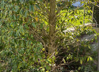 <p>Krankheiten im Wurzelraum der Bäume sind oft komplexe, schwierig zu diagnostizierende Phänomene. Die sogenannte Bodenmüdigkeit wird von verschiedenen…</p>