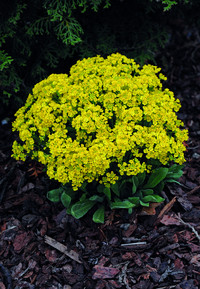 <p>Jelitto Staudensamen GmbH ist seit 1957 spezialisiert auf Produktion, Züchtung und Samentechnologie und bietet Samen von Stauden, Wildstauden,…</p>