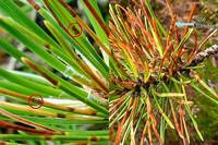 <p>Das Interesse war gross. Über 130 Teilnehmende konnte Inge Forster, JardinSuisse, Leiterin der Fachstelle Umweltschutz, an der diesjährigen…</p>