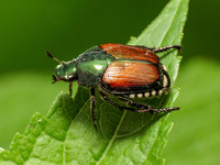 <p>Vor Kurzem&nbsp;ging auf dem Wolfgottesacker in Basel ein Japankäfer in die Falle. Die Stadtgärtnerei intensivierte darum laut Medienmitteilung die…</p>