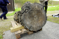 <p>Bauarbeiter stiessen im Dezember 2011 in der Stadt Schlieren ZH beim Aushub für ein neues Gebäude auf einen grossen, auffälligen Baumstamm. Eine…</p>