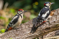 <p>Die Förderung der Biodiversität im Siedlungsraum ist ein zentraler Punkt der Strategie «Biodiversität Schweiz». Diesem Fokus widmete BirdLife Schweiz…</p>