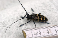 <p>In Marly FR sind asiatische Laubholzbockkäfer gefunden worden. Der eingeschleppte Käfer zerstört Laubhölzer und gilt als besonders gefährlicher…</p>