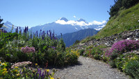 <p>Bedingt durch die Hitze und Trockenheit in den vergangenen Wochen gedeiht im botanischen Alpengarten Schynige Platte zurzeit eine bunte Vielfalt an…</p>