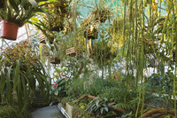 <p>An der BOTANICA 2016 werden unter dem Titel "Die letzten ihrer Art" vom 18. bis 26. Juni 2016 in 20 Gärten in allen Sprachregionen der Schweiz die…</p>