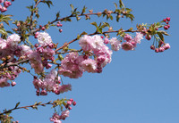 Prunus serrulata ‘Royal