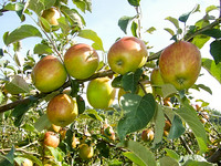 <p>Mitte November wurde in einer Baumpflanzaktion von IP-SUISSE in der Ostschweiz erstmals über 100 Hochstammbäume der Schweizer Obstsorte des Jahres…</p>