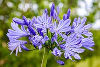<p>Schmucklilien faszinieren mit ihren blauen Blütenbällen jedes Jahr aufs Neue. Kultur und Züchtung der attraktiven Kübelpflanze ist allerdings etwas…</p>