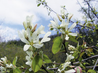 <p>Felsenbirnen gehören zu den häufig zu findenden und vielseitig verwendeten frühjahrsblühenden Gehölzen. Durch ihre einfache Vermehrung ist über…</p>