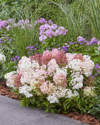 <p>Auf der Herbstausgabe der Plantarium | Groen-Direkt gewann die Hydrangea paniculata 'Groundbreaker Blush' den «Green Retail Award» in der Kategorie…</p>