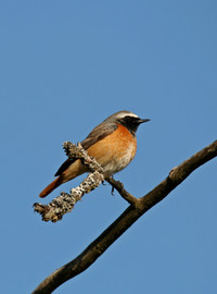 <p>Am 26. Februar 2019 wurde im Freizeitgartenareal Bettingerweg in Basel eine neue Doppelparzelle eingeweiht. Diese ist naturnah gestaltet – für die…</p>
