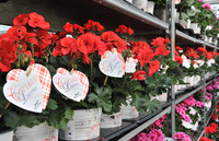 <p>Wie verkauft man heute eine Pflanze, zum Beispiel eine Pelargonie oder Petunie, wenn neue Sorten von vielen Züchtern in so guter Qualität selektiert…</p>