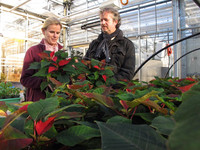 <p>In ihrer Heimat Mexiko erreichen Weihnachtssterne eine Höhe von bis zu vier Metern. Für die Verwendung als weihnachtliche Topfpflanzen müssen sie…</p>