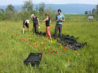 <p>Die Ex-situ-Erhaltung seltener und gefährdeter Pflanzenarten in Botanischen Gärten und deren Wiederansiedlung in geeignete natürliche Habitate könnte…</p>
