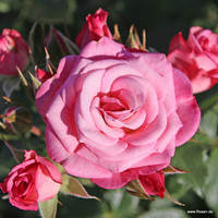 <p>Die Allgemeine Deutsche Rosenneuheitenprüfung (ADR) testet jedes Jahr rund 40 neue Rosensorten für die Verwendung im öffentlichen und privaten…</p>
