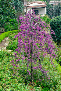 <p>Der Judasbaum ist eine kleine Pflanzengattung in der Familie der Hülsenfrüchtler. Heute zählt man elf Arten, wovon eine in Südosteuropa, eine in…</p>