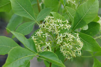 <p>Auch wenn die Kleeulme nur winzige Blüten hat, ist sie dennoch ein Zierge-hölz, das viele Qualitäten für die Verwendung im Garten aufweist. Sie gehört…</p>