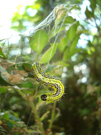 <p>Anfang April wurden in Basel bereits die ersten Raupen des Buchsbaumzünslers gesichtet. Sie richten massive Frassschäden an Buxus an. Um diesen…</p>