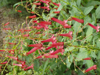 <p>Der Name Phygelius heisst übersetzt so viel wie «der Sonne ausweichend». </p>