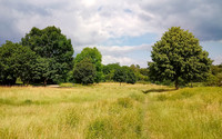 Wildblumenwiesen in der Stadt <p>Mit der Extensivierung von Rasen- und Wiesenbereichen in Parkanlagen, Verkehrs-, Mittel- und Randstreifen oder bei anderen öffentlichen «Restflächen»…</p>