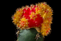 <p>Der Erdbeerkaktus (Gymnocalycium friedrichii ‘Hibotan’) wurde von der Kakteengesellschaft der Länder Deutschland, Österreich und der Schweiz zum…</p>