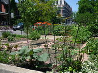 Urbane Landwirtschaft oder Stadtgärtnern verändert die Stadt <p>In jede Häuserlücke, auf Brachflächen und in Parks pflanzen Stadtbewohner einen Garten. Auf dem Balkon ziehen sie Gemüse und Kräuter. In den…</p>