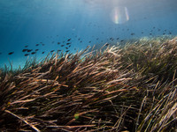 <p>Ein riesiger Seegrasteppich wurde bei Untersuchungen vor der Küste Westaustraliens als ein einziger Organismus erkannt. Die wohl grösste Pflanze der…</p>